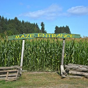 The Maze Entrance sign at McNab's Corn Maze, now open until October 31st 2019