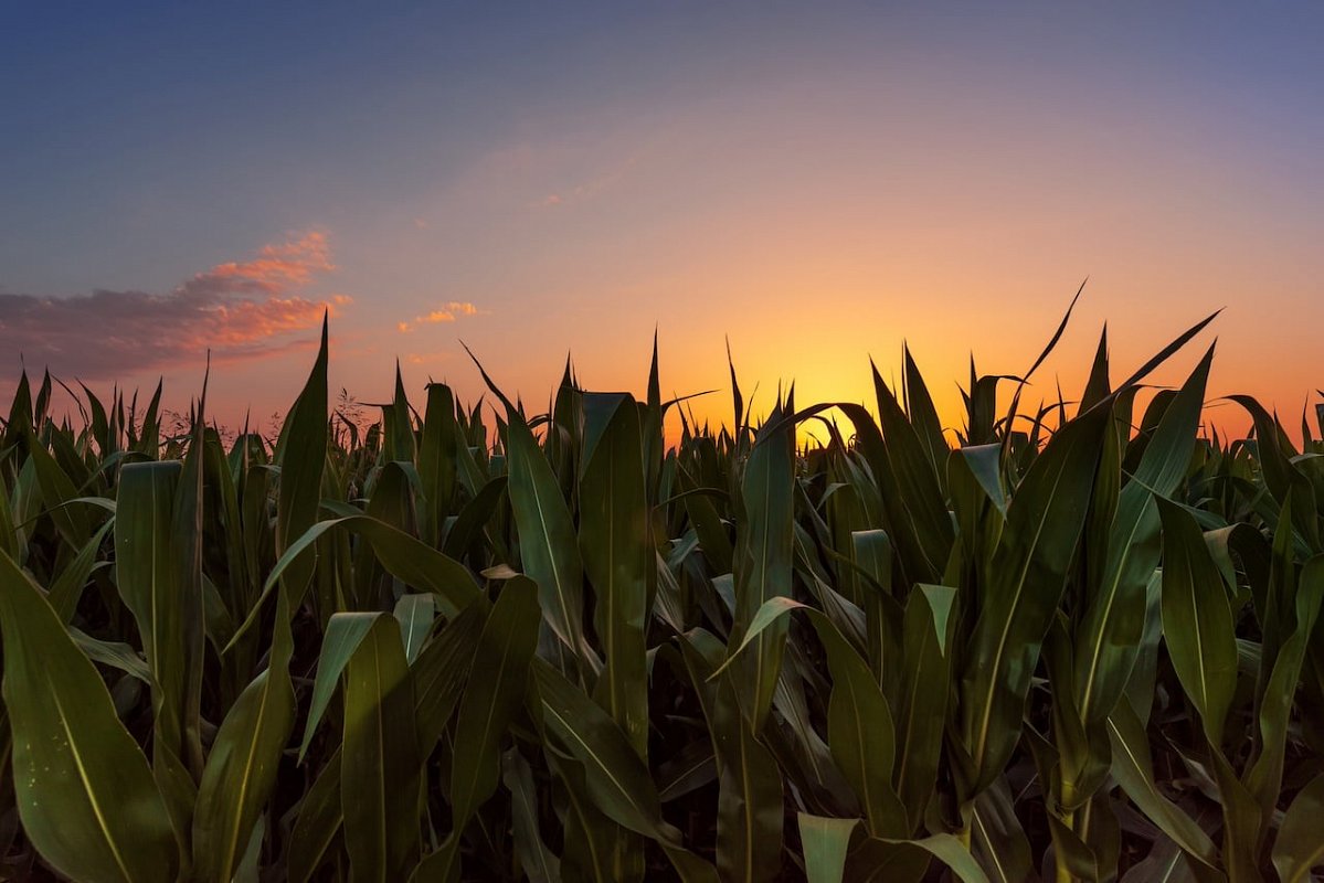 A field of corn is silhouetted in front of a setting sun, symbolising the end of McNab's Corn Maze