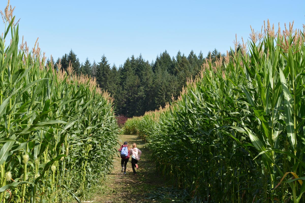 A pair of students finding their way through the 2017 corn maze