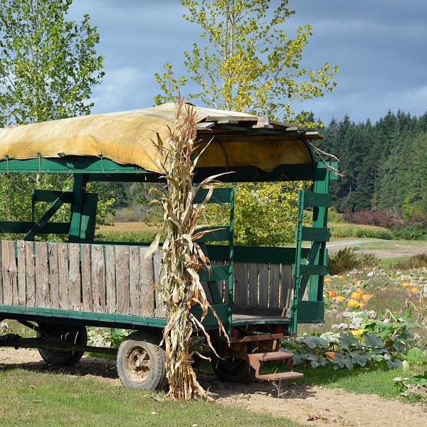 An empty hay wagon posed in front of a large pumpkin patch