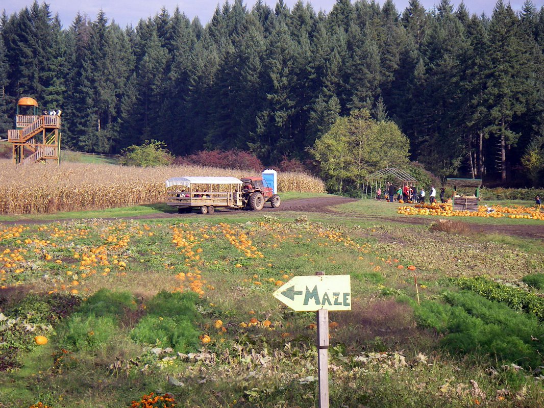 The hay wagon takes a group of people to the pumpkin patch