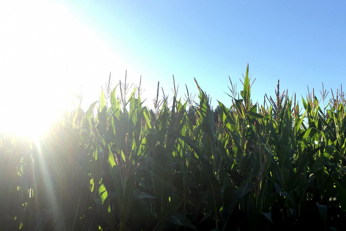 A sunburst peaking over the top of McNab's Corn Maze