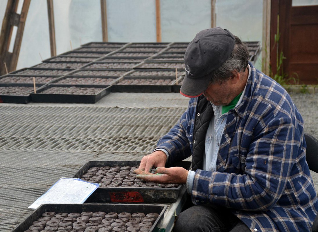 Murry McNab, planting 10,000 peat pellets of pumpkins by hand