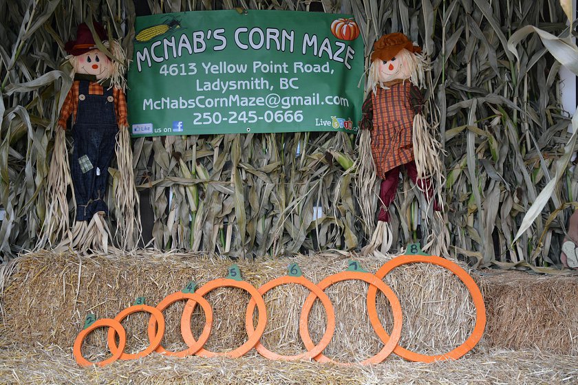 Pumpkin measuring rings at McNabs Corn Maze