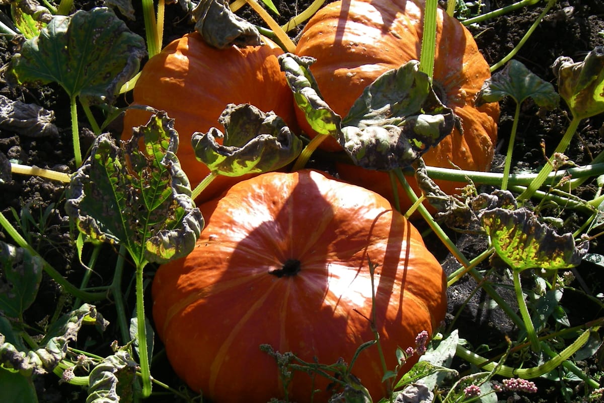 Three pumpkins of the Rouge Vif d’Etampes variety at McNab's Corn Maze & Produce Farm