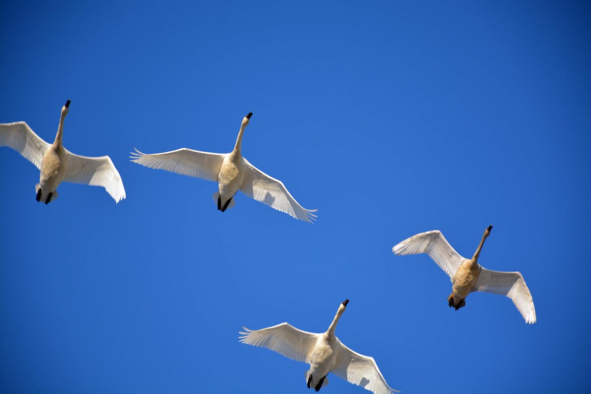 A flock of birds heading for warmer weather