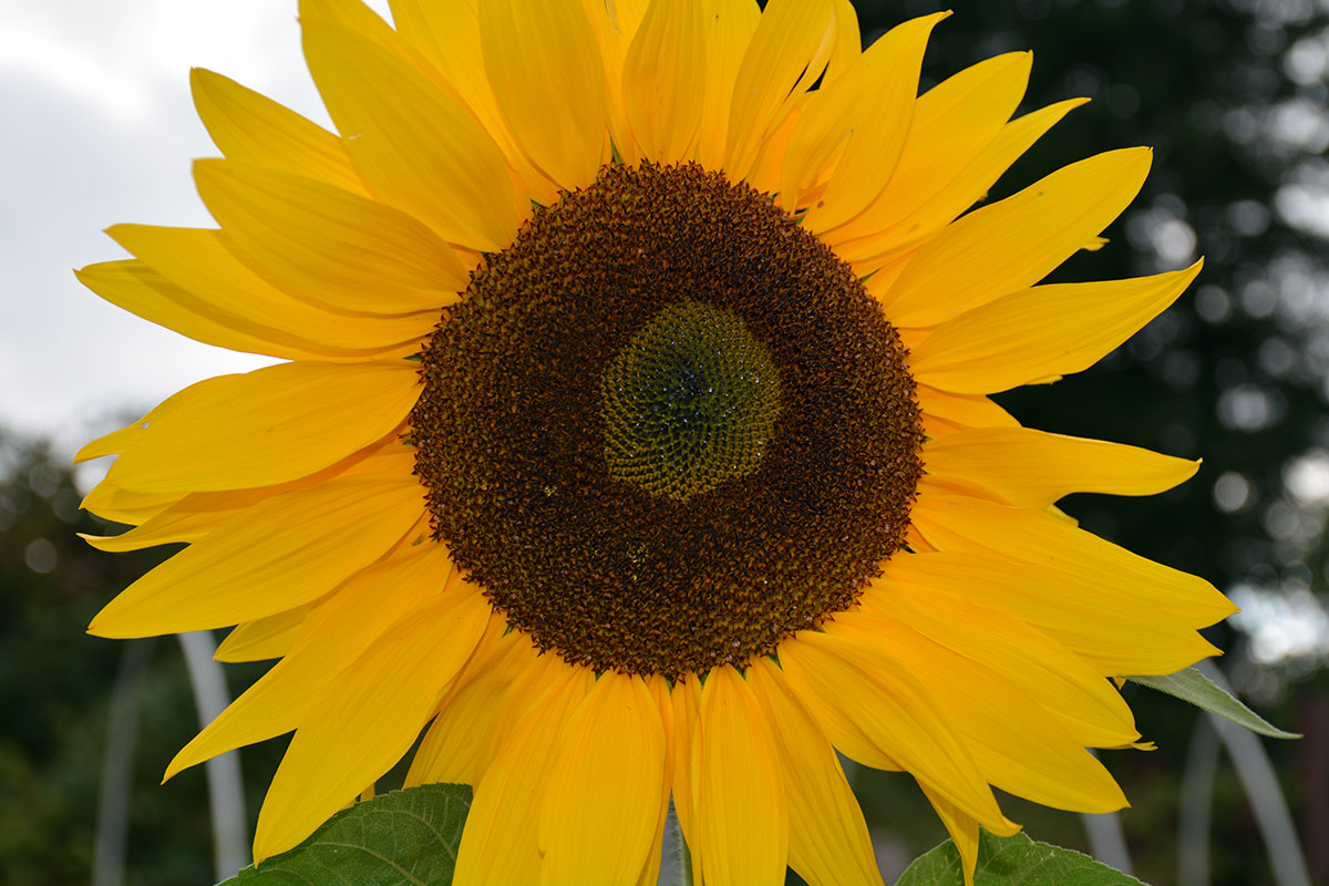 A huge sunflower - photo taken at McNab's Corn Maze
