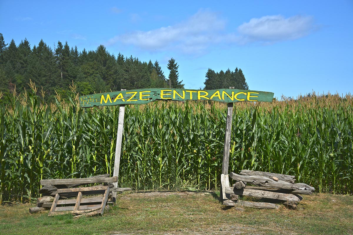 The Maze Entrance sign at McNab's Corn Maze, now open until October 31st 2019