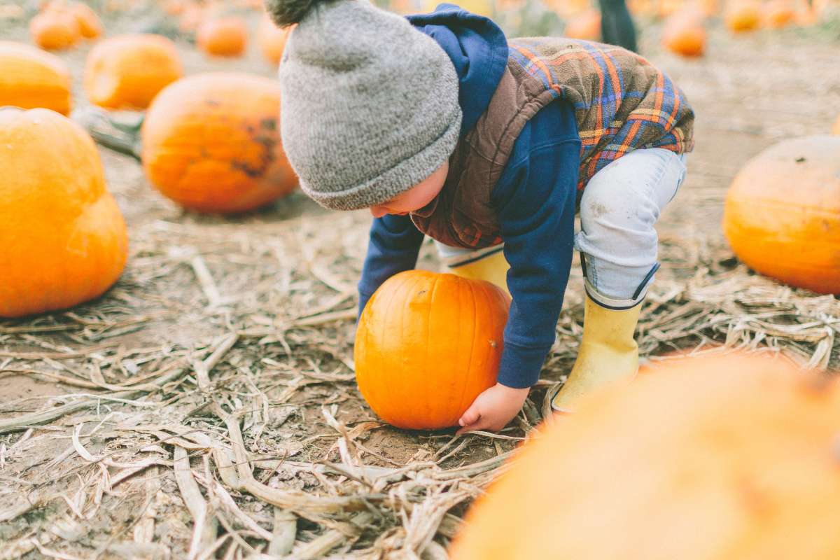 A young boy bends down among orange pumpkins to pick up a small pumpkin to take home