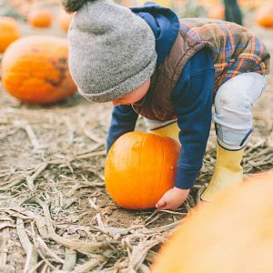 A young boy bends down among orange pumpkins to pick up a small pumpkin to take home