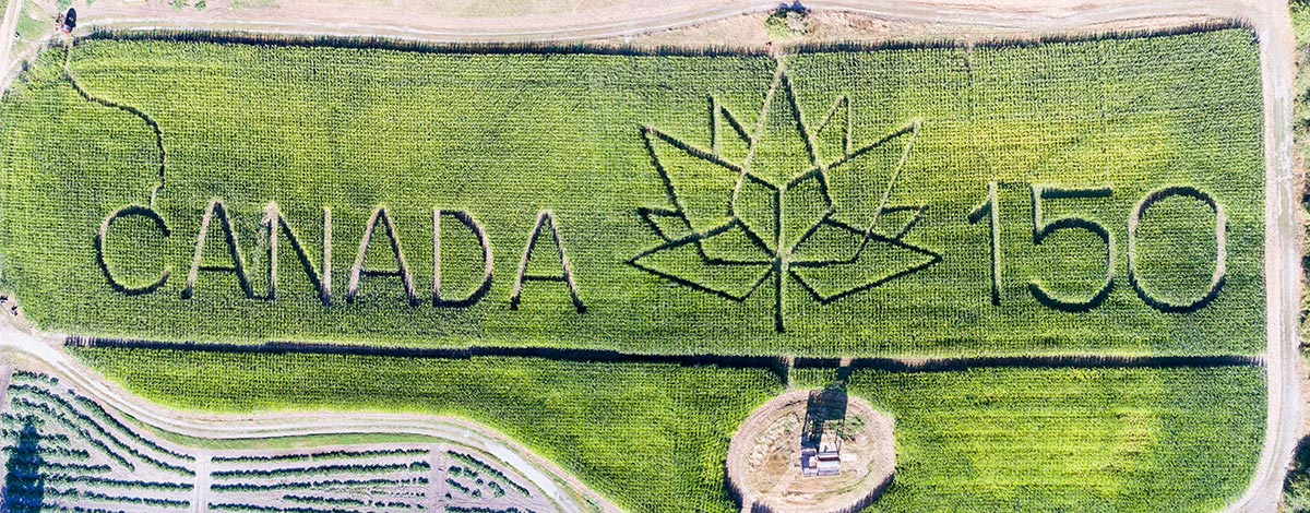 A composite image of the 2017 McNab's Farm corn maze, taken by a drone