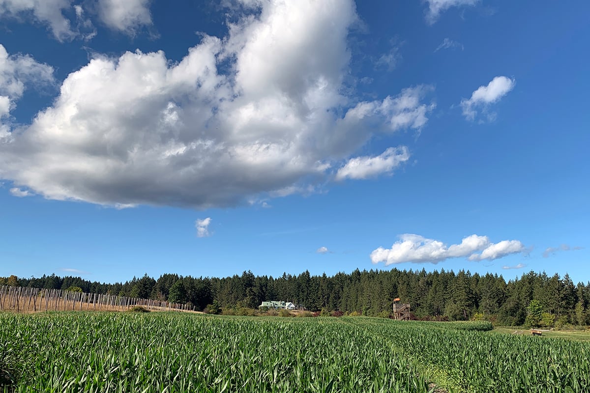 A look across the farm at McNab's Corn Maze, with the corn maze tower in the distance