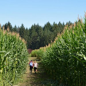 A pair of students finding their way through the 2017 corn maze