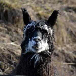 One of the many animals around the McNab's farm