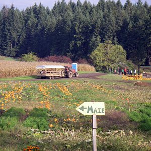 The hay wagon takes a group of people to the pumpkin patch