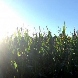 A sunburst peaking over the top of McNab's Corn Maze