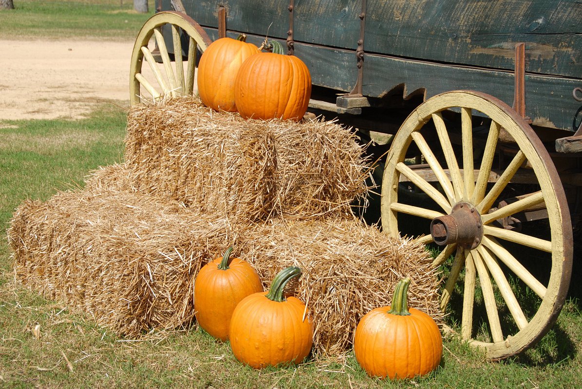 Pumpkins stacked on haybails next to a wooden wagon cart