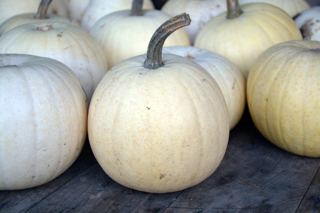 White-fleshed blanco variety pumpkin at McNab's Corn Maze & Produce Farm