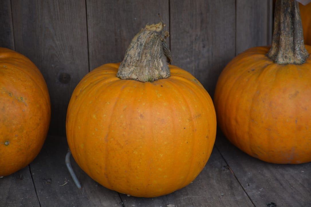 Three "Naked Bear" pumpkins in a row at McNab's Corn Maze & Produce Farm