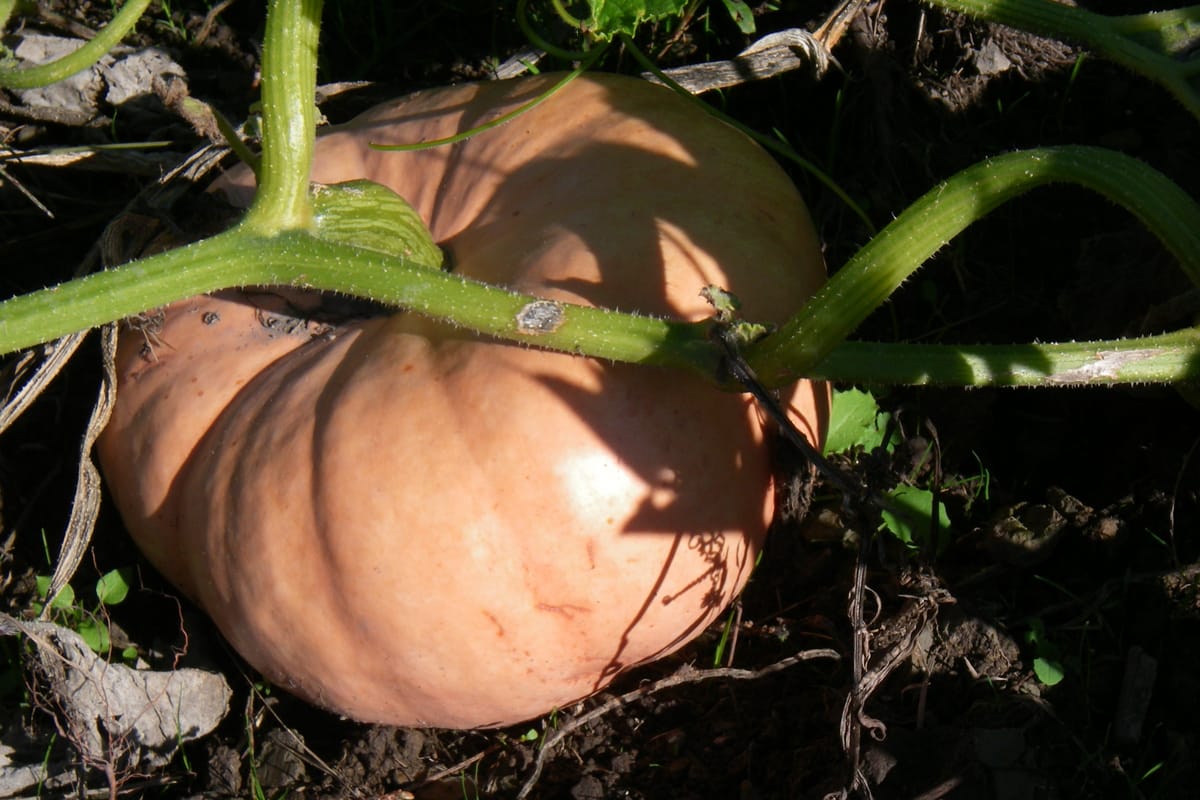 Close-up photo of a Porcelain Doll pumpkin grown at McNab's Corn Maze & Produce Farm