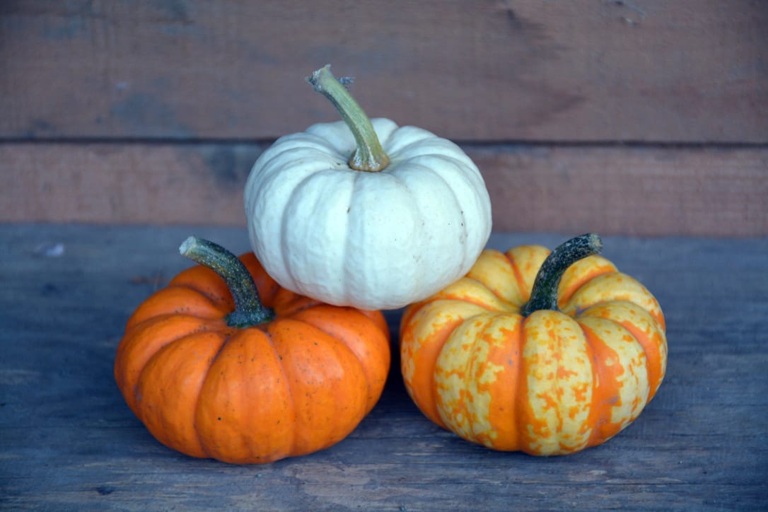 Three mini pumpkins stacked on top of each other