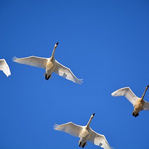 A flock of birds heading for warmer weather
