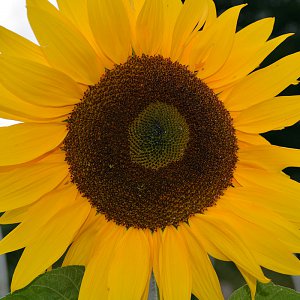 A huge sunflower - photo taken at McNab's Corn Maze